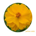 Top quality 1000 seeds  Mixed Color Garden Plant Cosmos sulphureus flower seeds